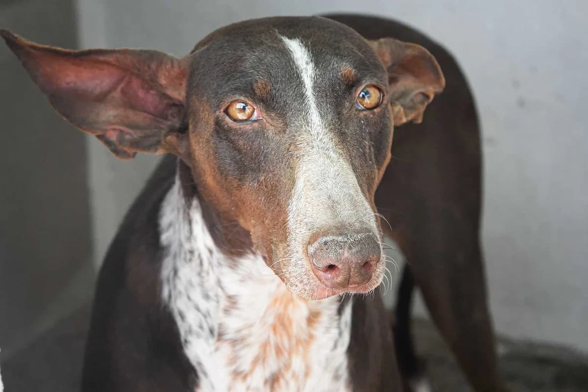 Moni, female Podenco for adoption at Tierheimhelden — photo 2 of 8