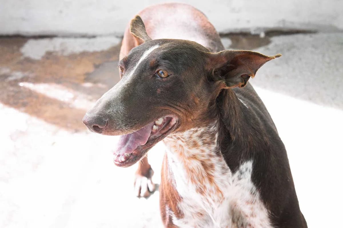 Moni, female Podenco for adoption at Tierheimhelden — photo 3 of 8