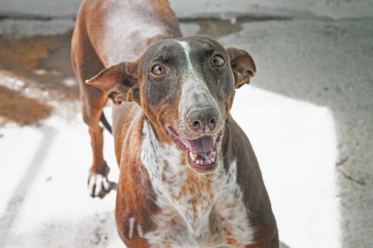 Moni, female Podenco for adoption at Tierheimhelden — photo 4 of 8