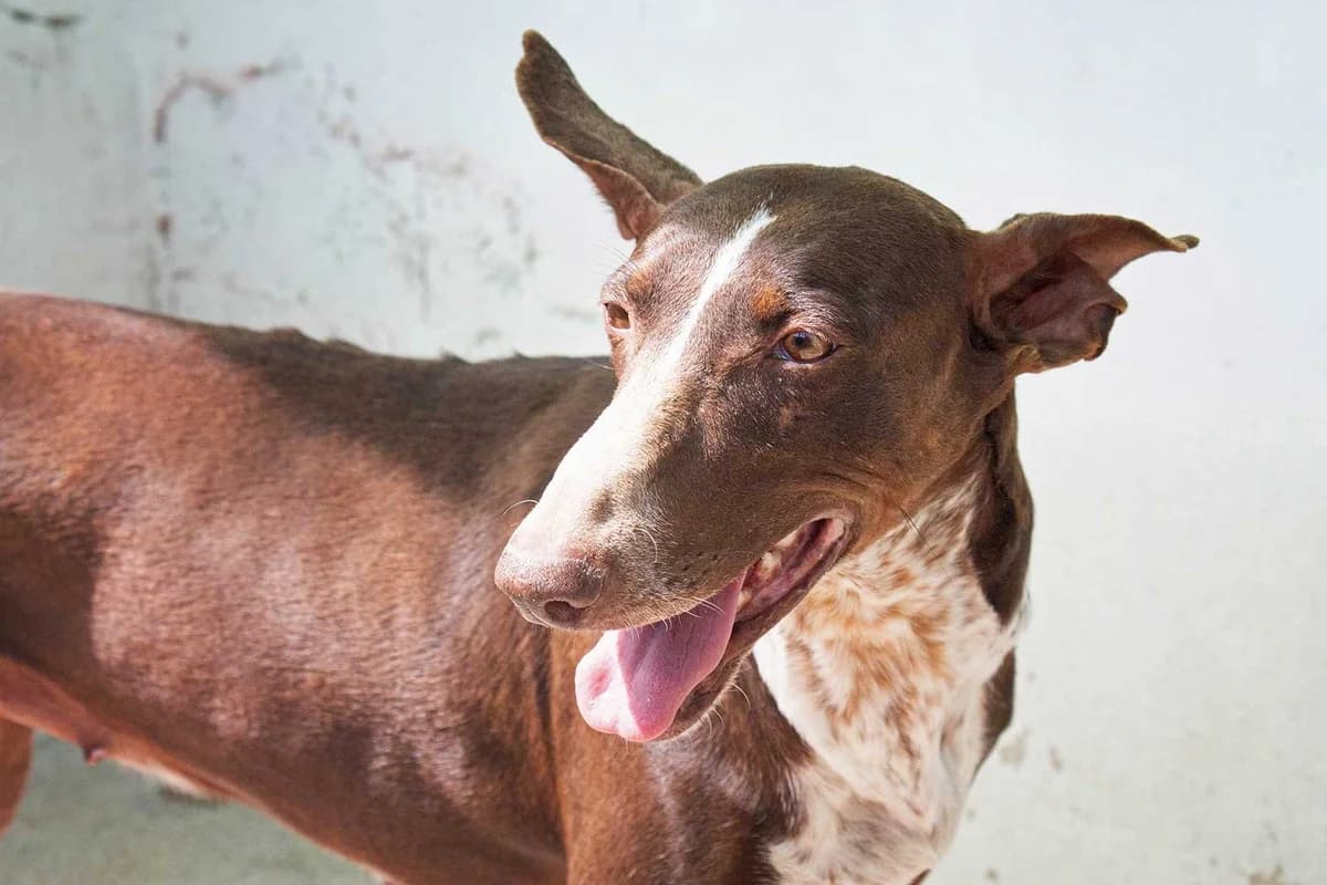 Moni, female Podenco for adoption at Tierheimhelden — photo 5 of 8