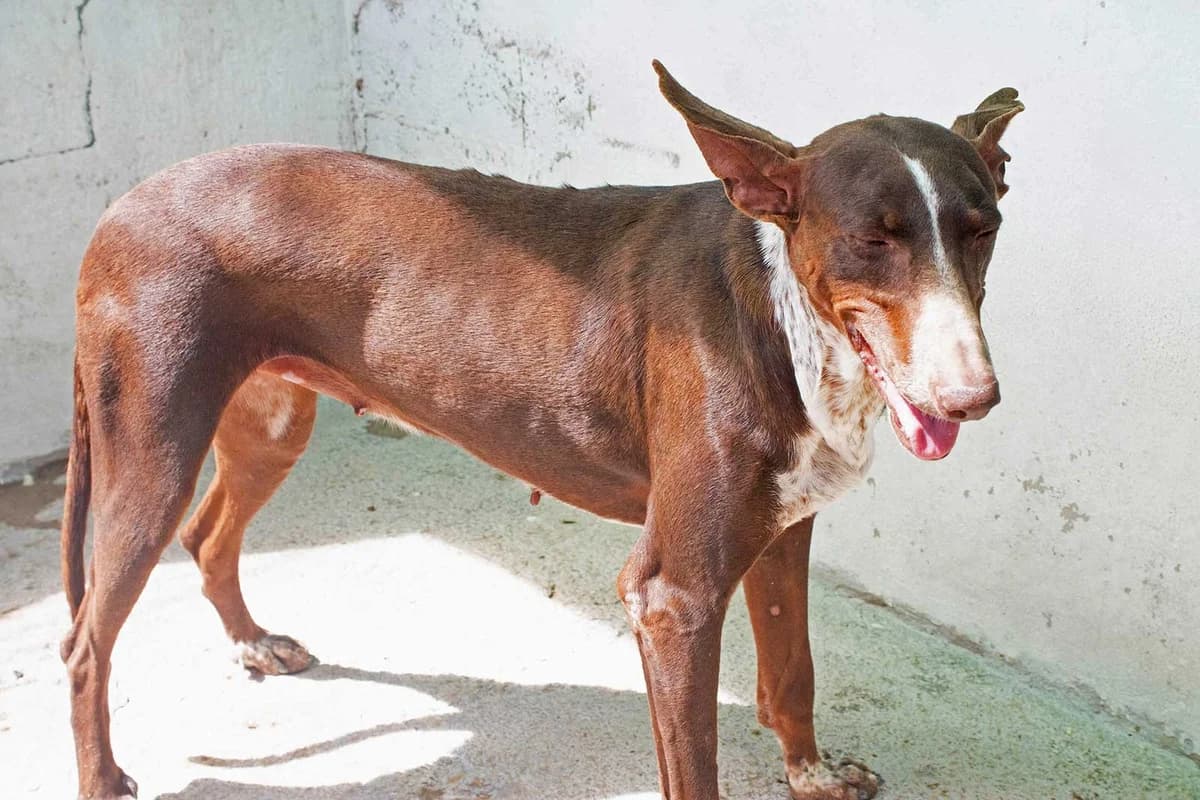 Moni, female Podenco for adoption at Tierheimhelden — photo 6 of 8