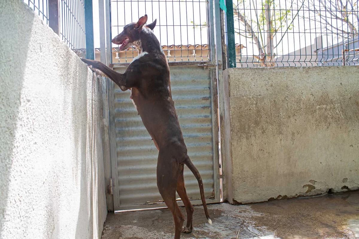 Moni, female Podenco for adoption at Tierheimhelden — photo 7 of 8