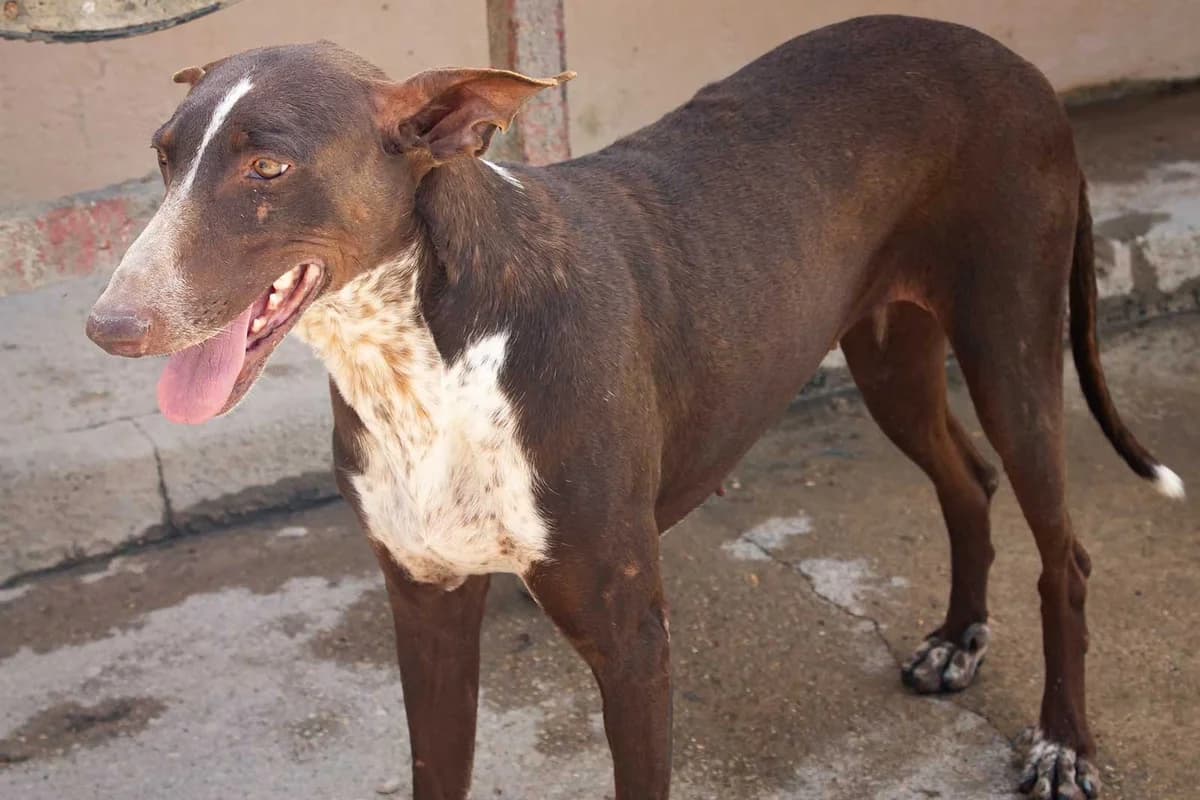 Moni, female Podenco for adoption at Tierheimhelden — photo 8 of 8