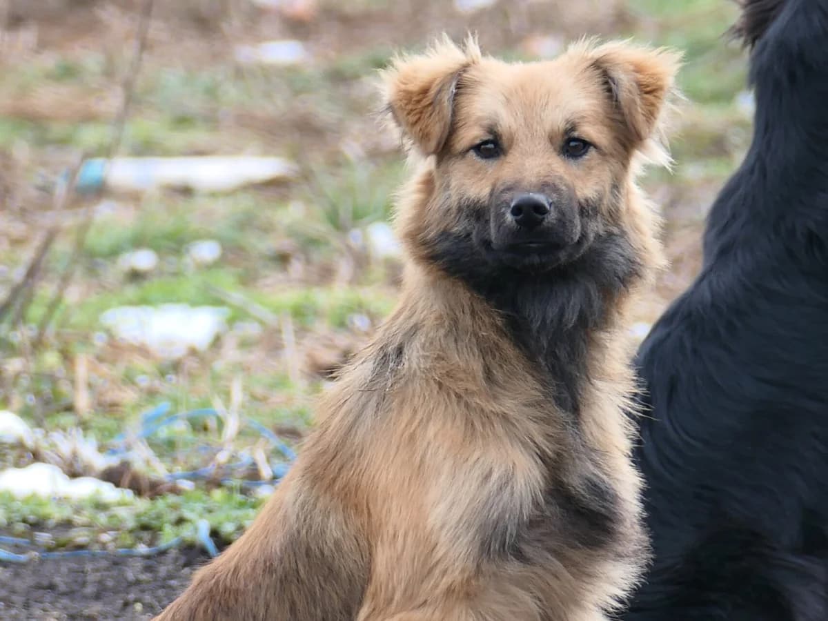 Dani, female Mixed Breed for adoption at Tierheimhelden