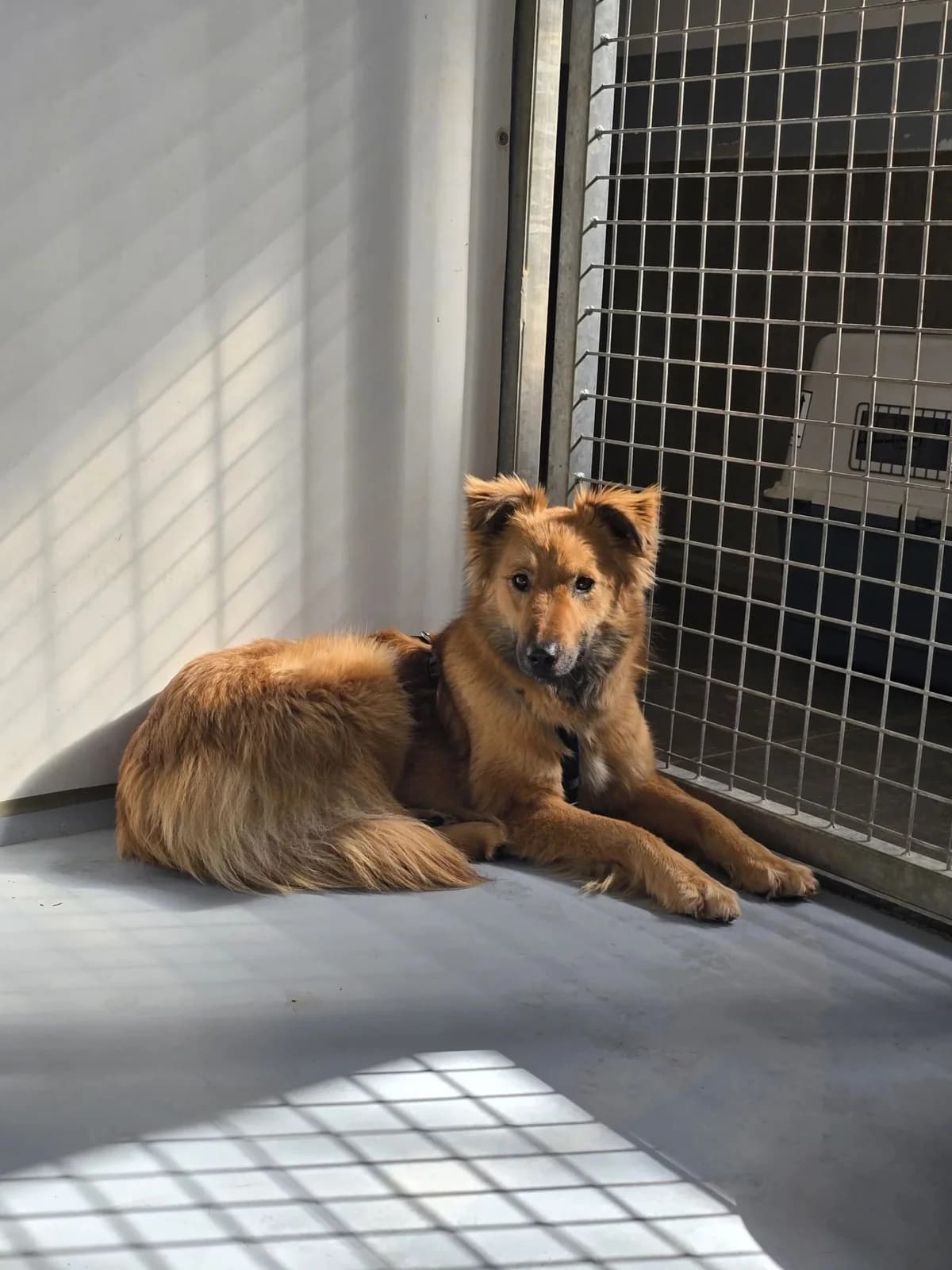 Dani, female Mixed Breed for adoption at Tierheimhelden — photo 2 of 10