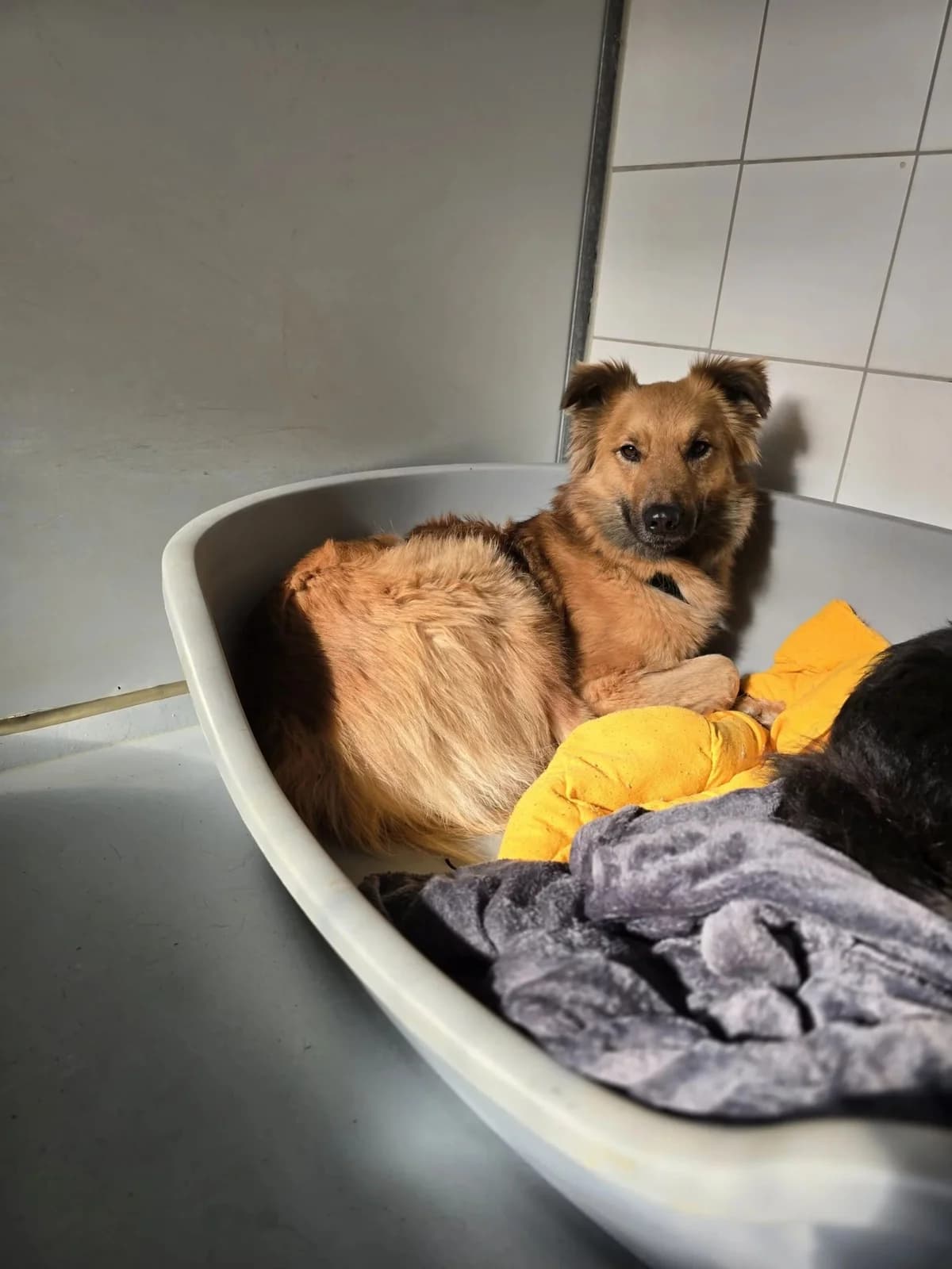 Dani, female Mixed Breed for adoption at Tierheimhelden — photo 3 of 10