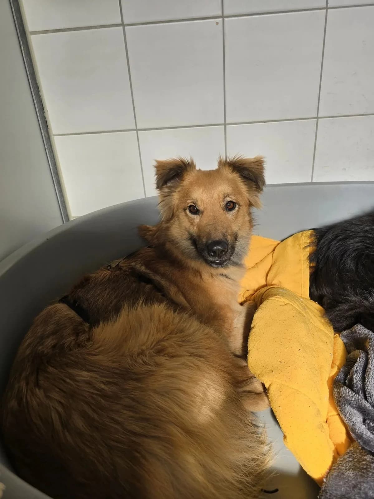 Dani, female Mixed Breed for adoption at Tierheimhelden — photo 4 of 10