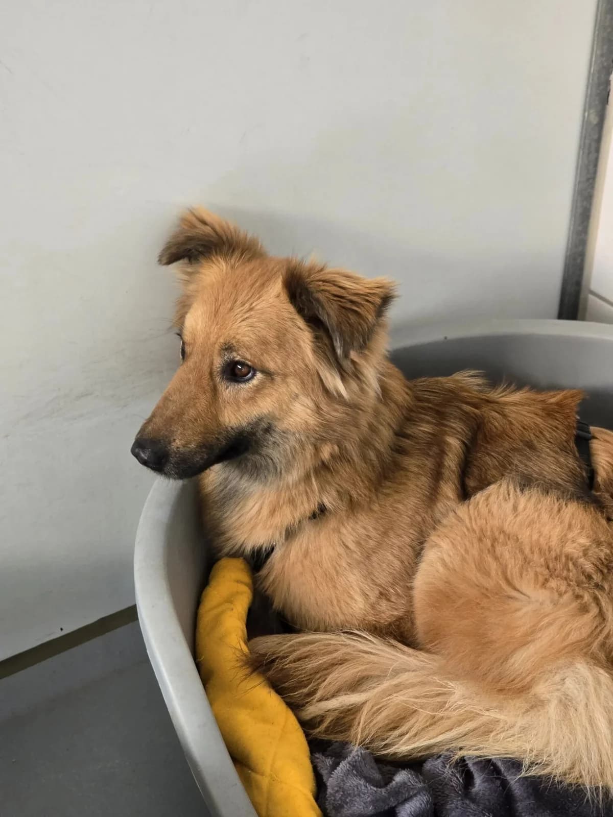 Dani, female Mixed Breed for adoption at Tierheimhelden — photo 5 of 10