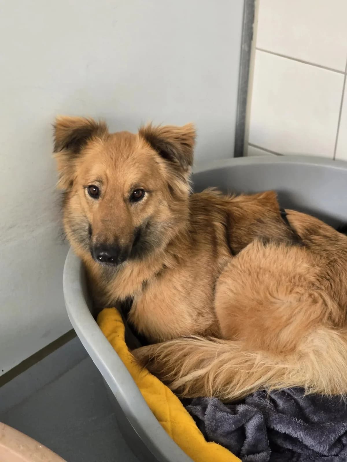 Dani, female Mixed Breed for adoption at Tierheimhelden — photo 6 of 10