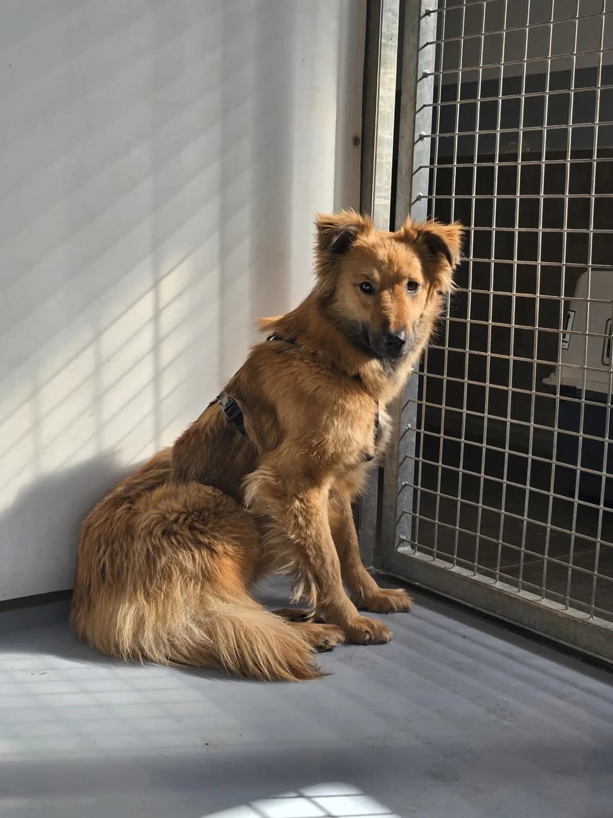 Dani, female Mixed Breed for adoption at Tierheimhelden — photo 7 of 10