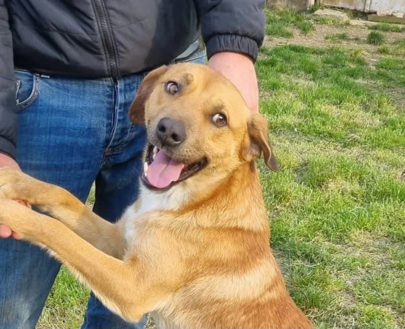 Jacky, male Mixed Breed for adoption at Tierheimhelden