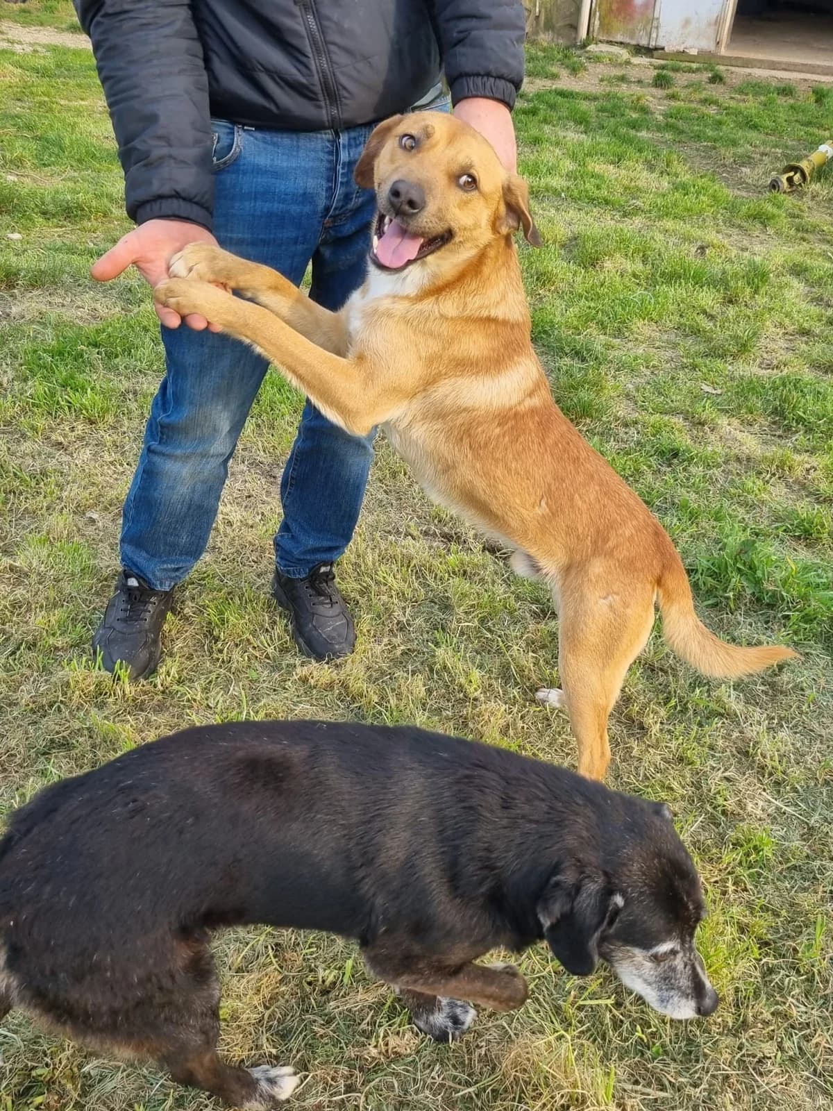 Jacky, male Mixed Breed for adoption at Tierheimhelden — photo 2 of 3