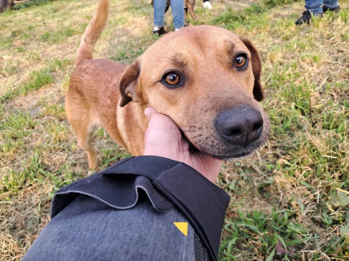 Jacky, male Mixed Breed for adoption at Tierheimhelden — photo 3 of 3