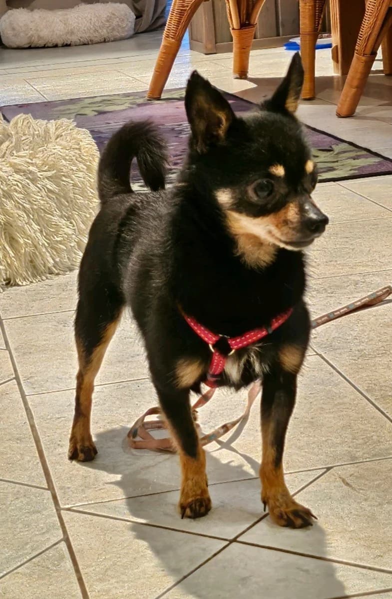 Jack, male Chihuahua for adoption at Tierheimhelden