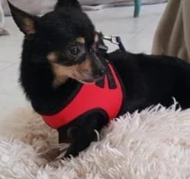 Jack, male Chihuahua for adoption at Tierheimhelden — photo 2 of 3