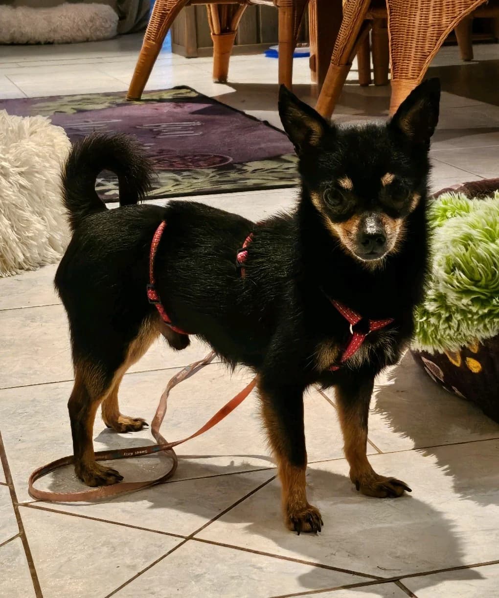 Jack, male Chihuahua for adoption at Tierheimhelden — photo 3 of 3