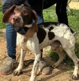 Wenzu, male Pointer for adoption at Tierheimhelden