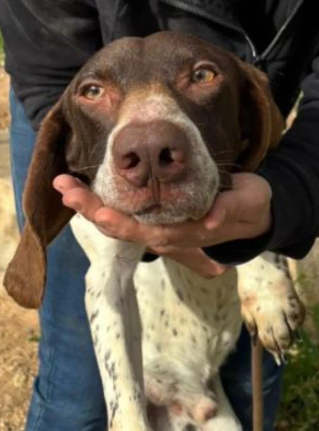 Wenzu, male Pointer for adoption at Tierheimhelden — photo 2 of 4