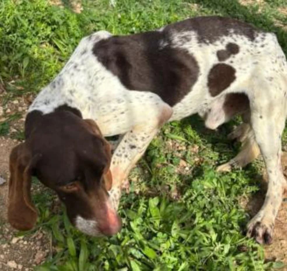 Wenzu, male Pointer for adoption at Tierheimhelden — photo 3 of 4