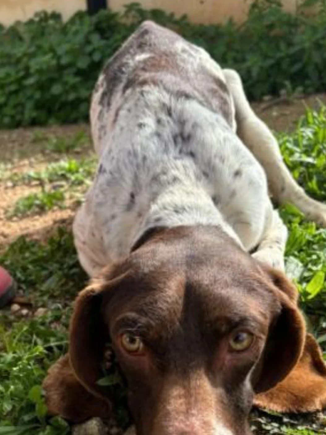 Wenzu, male Pointer for adoption at Tierheimhelden — photo 4 of 4
