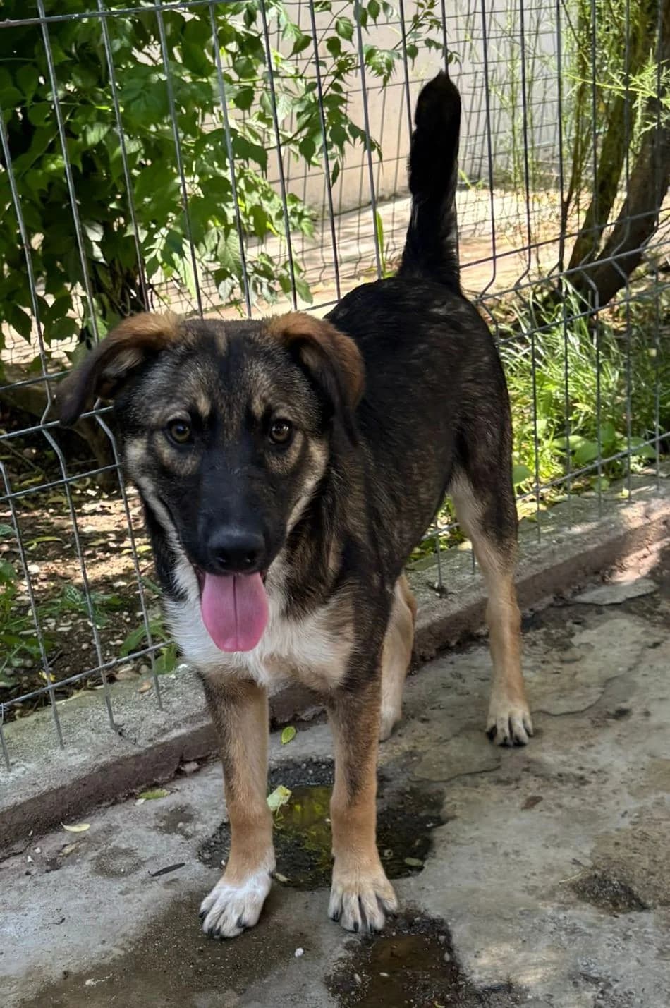 Kenai, male Mixed Breed for adoption at Tierheimhelden