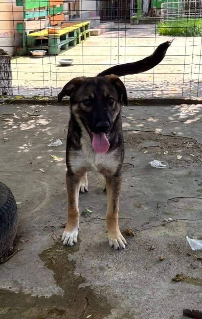 Kenai, male Mixed Breed for adoption at Tierheimhelden — photo 2 of 20