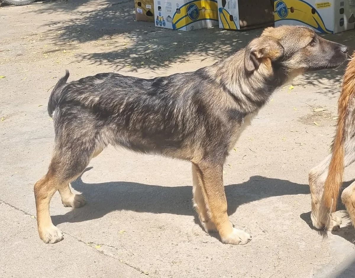 Kenai, male Mixed Breed for adoption at Tierheimhelden — photo 3 of 20