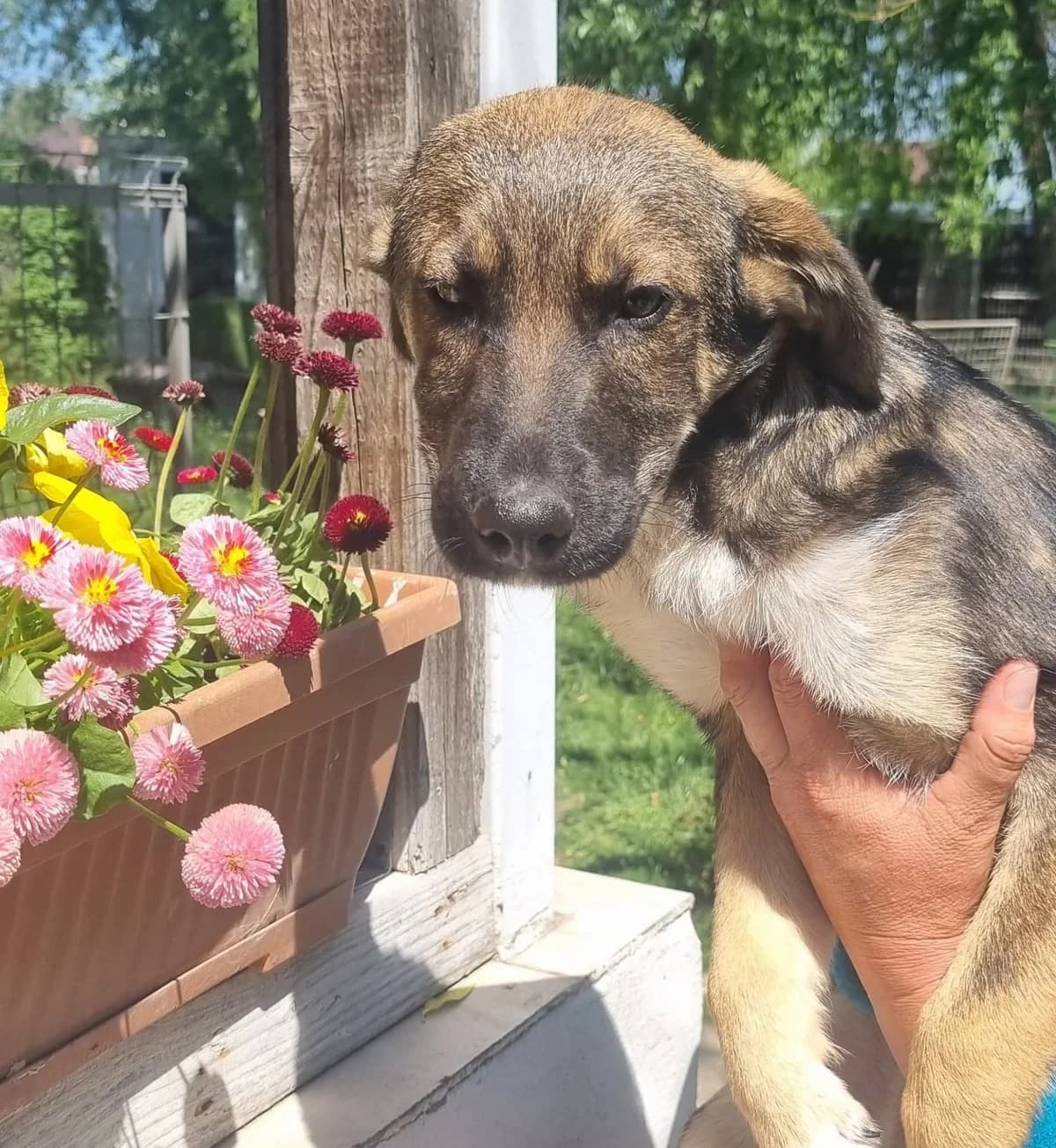 Kenai, male Mixed Breed for adoption at Tierheimhelden — photo 4 of 20