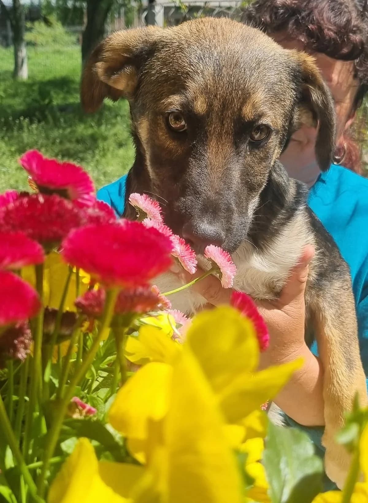 Kenai, male Mixed Breed for adoption at Tierheimhelden — photo 5 of 20