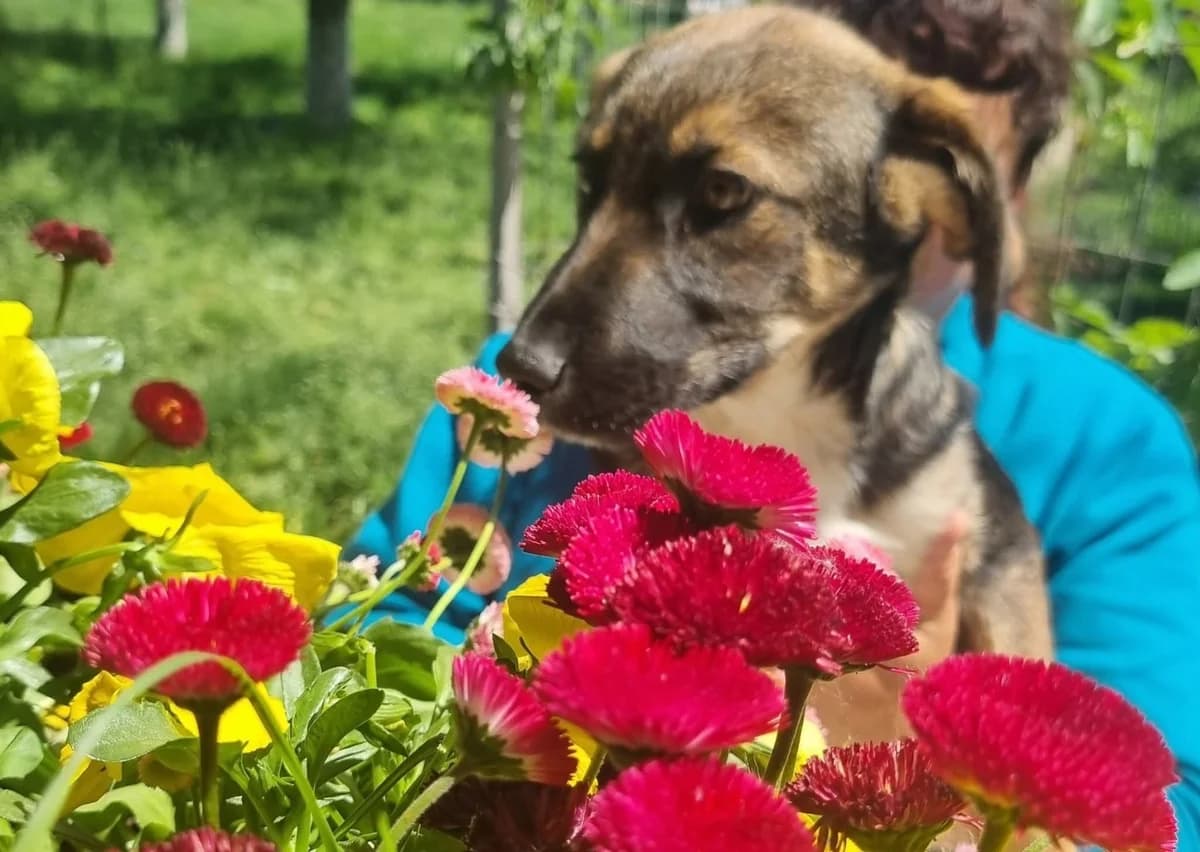 Kenai, male Mixed Breed for adoption at Tierheimhelden — photo 6 of 20