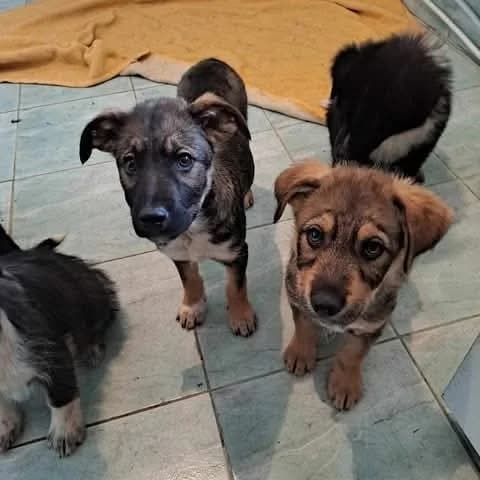 Kenai, male Mixed Breed for adoption at Tierheimhelden — photo 7 of 20