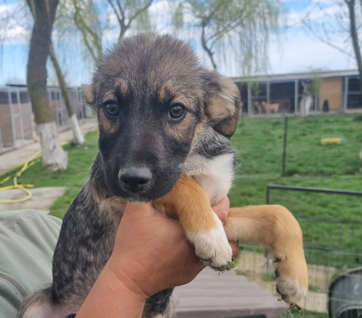 Kenai, male Mixed Breed for adoption at Tierheimhelden — photo 8 of 20