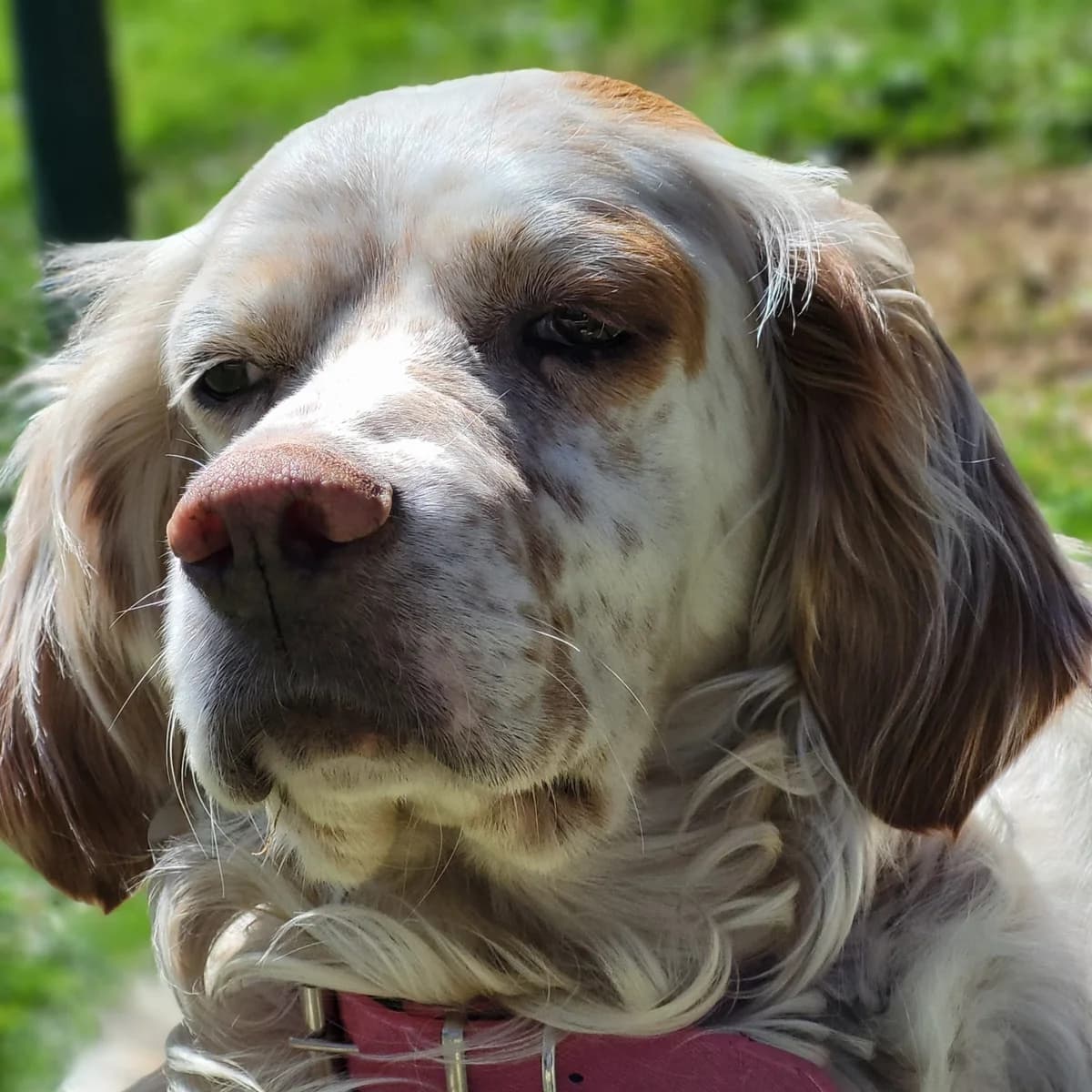Nefes,  English Setter for adoption at Tierheimhelden
