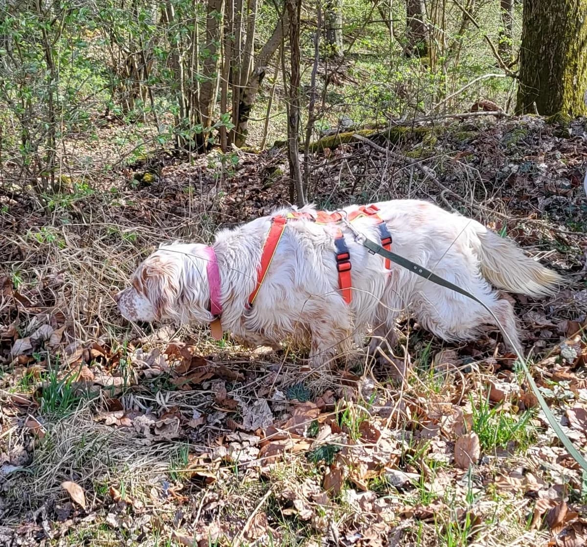 Nefes,  English Setter for adoption at Tierheimhelden, Dortmund — photo 2 of 5