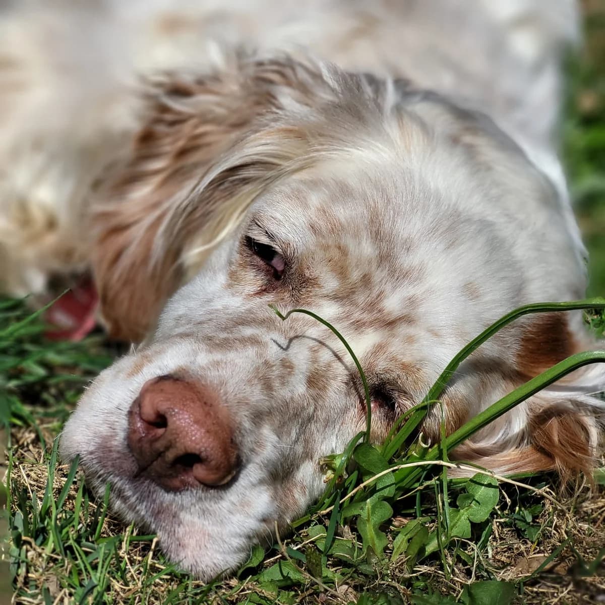 Nefes,  English Setter for adoption at Tierheimhelden, Dortmund — photo 3 of 5