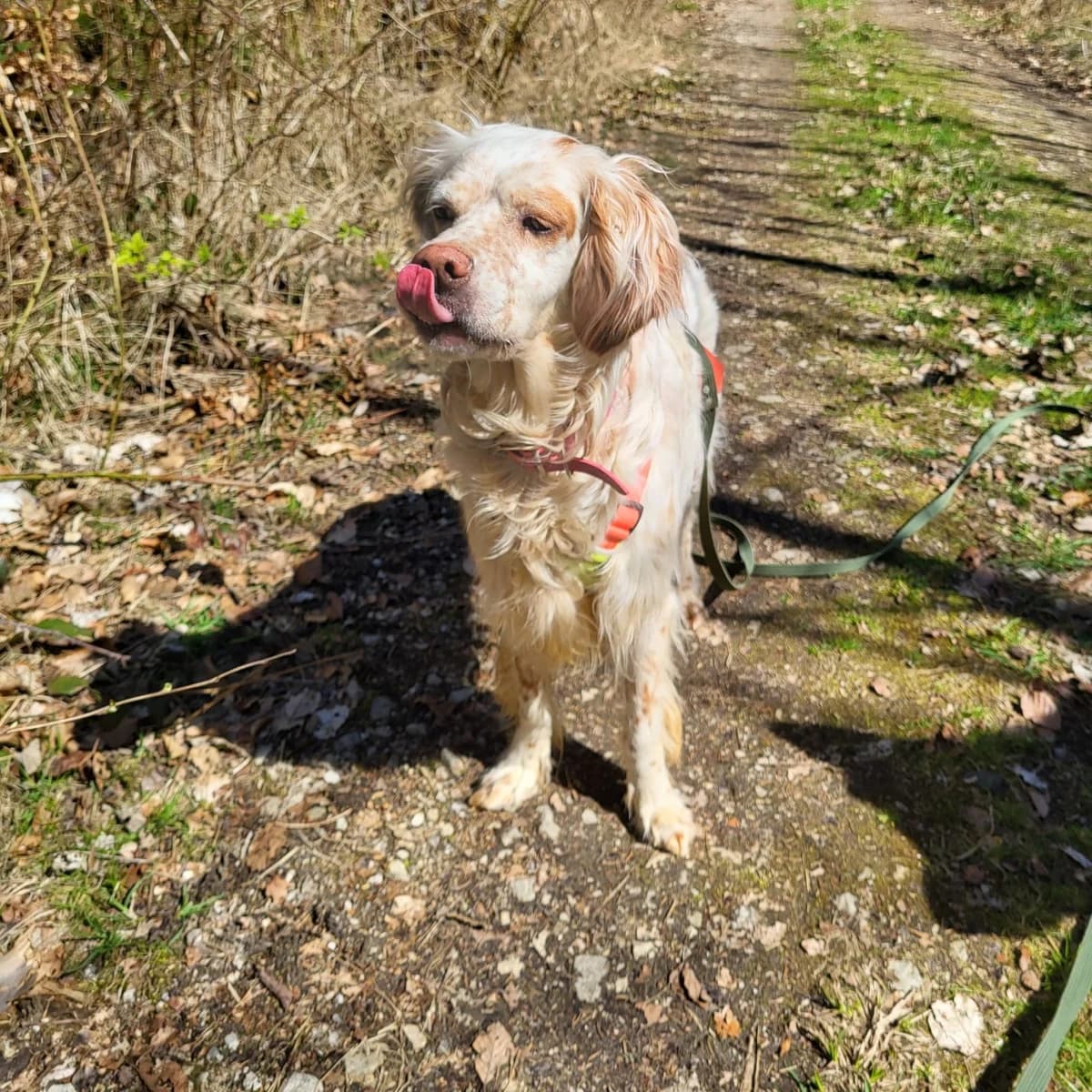 Nefes,  English Setter for adoption at Tierheimhelden, Dortmund — photo 4 of 5