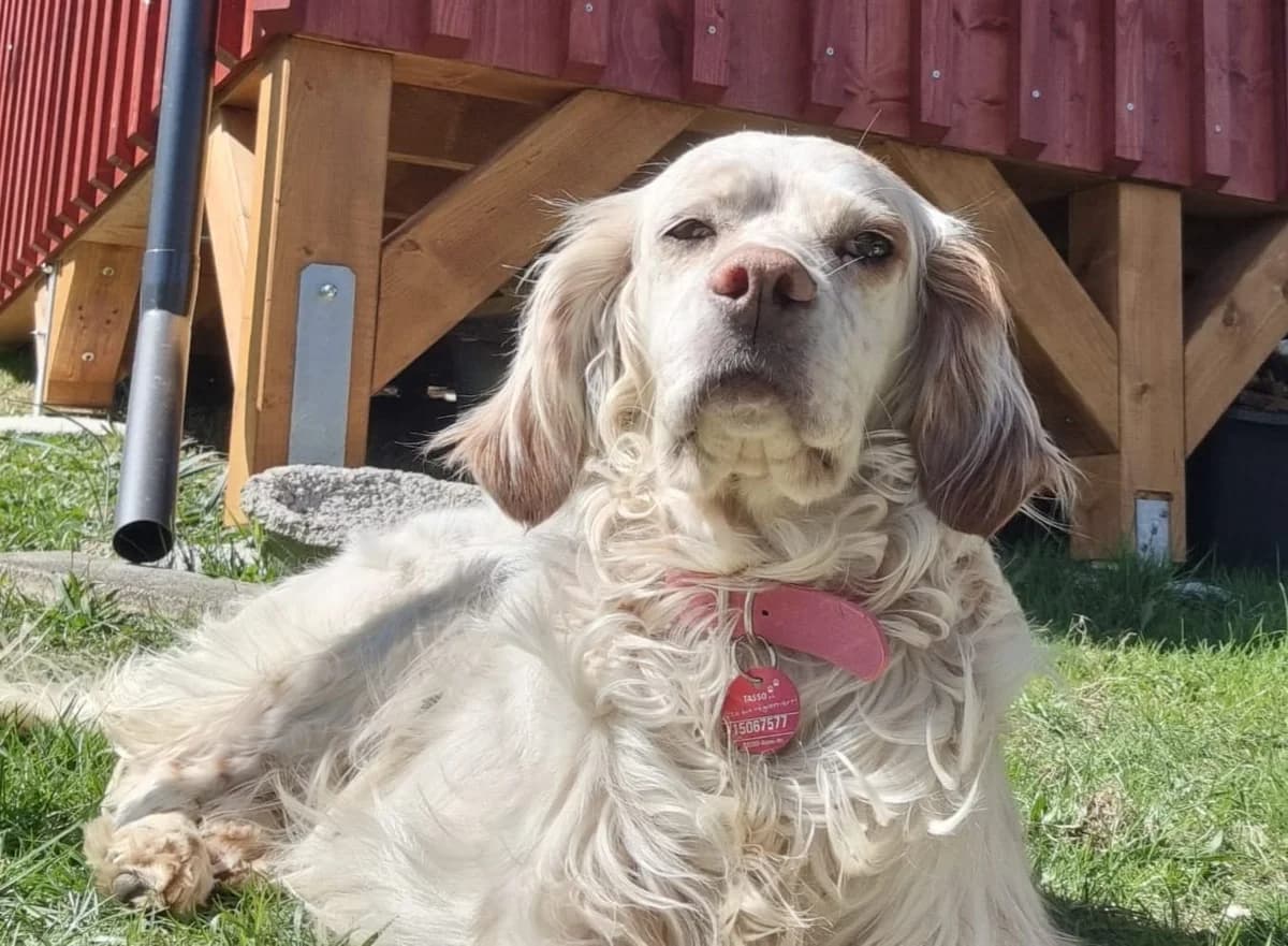 Nefes,  English Setter for adoption at Tierheimhelden, Dortmund — photo 5 of 5