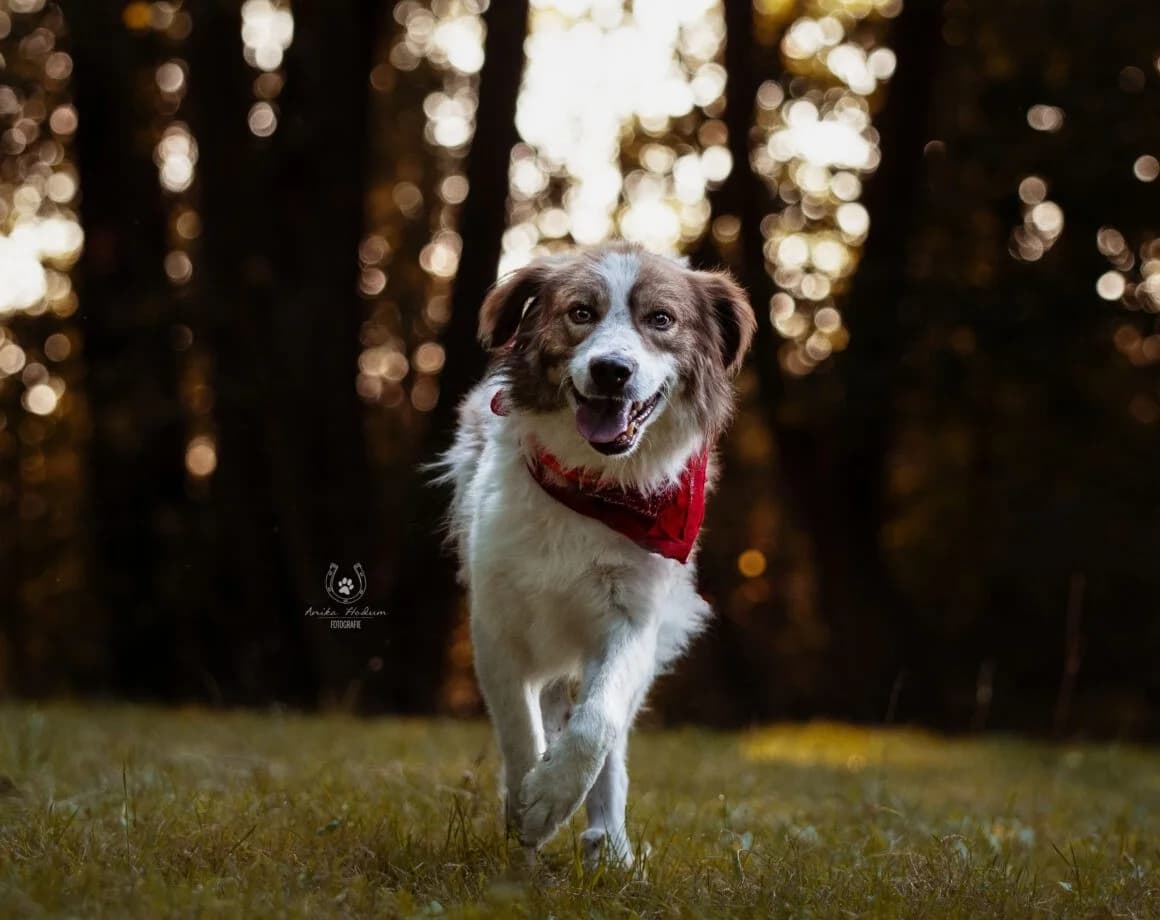 Rey, male Mixed Breed for adoption at Tierheimhelden — photo 2 of 6