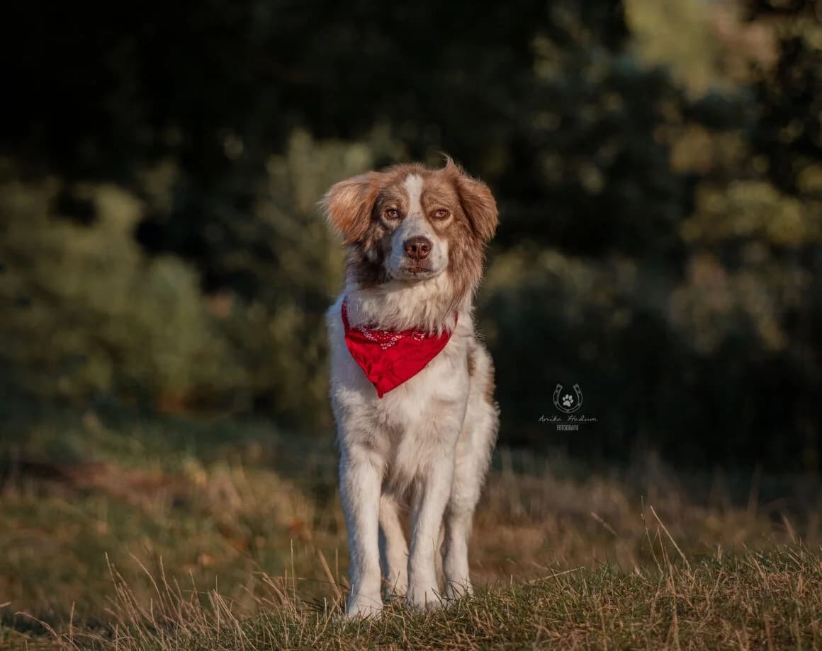 Rey, male Mixed Breed for adoption at Tierheimhelden — photo 3 of 6