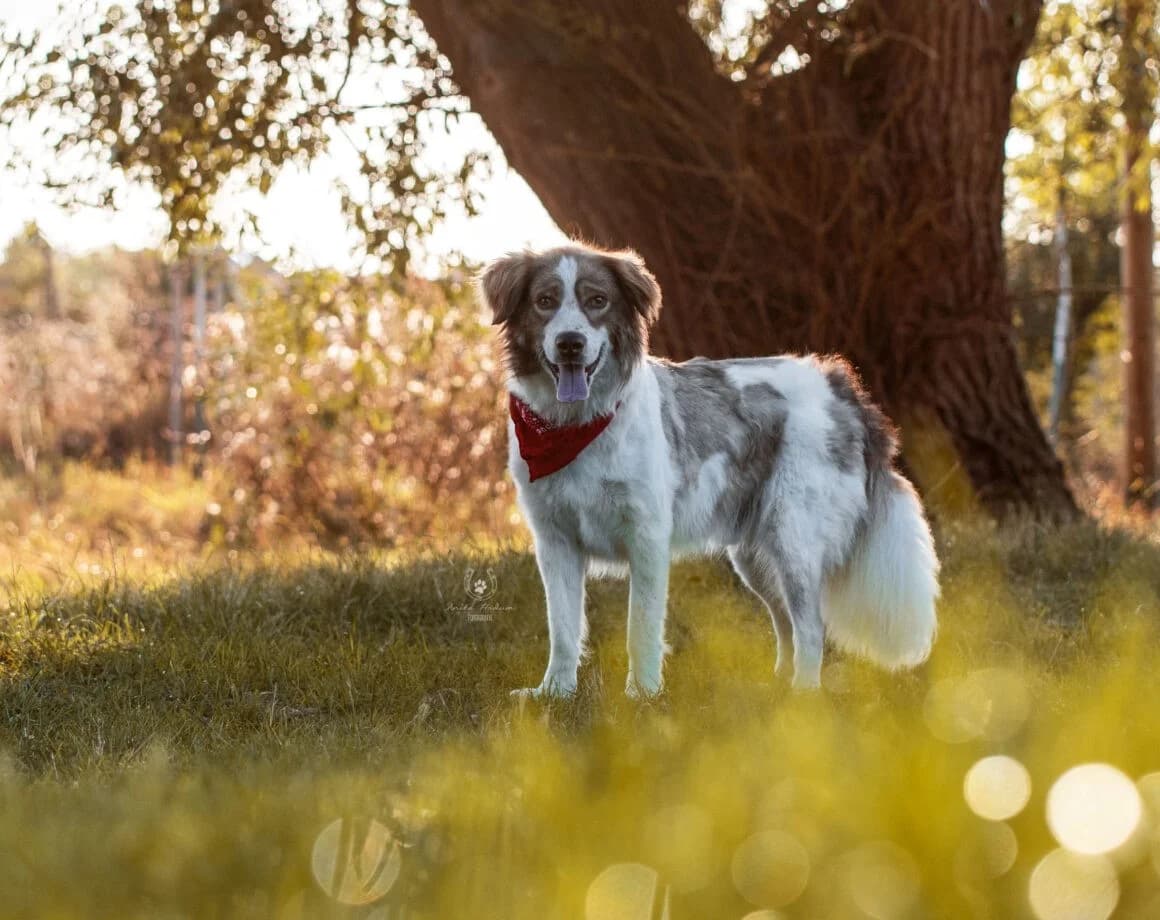 Rey, male Mixed Breed for adoption at Tierheimhelden — photo 4 of 6