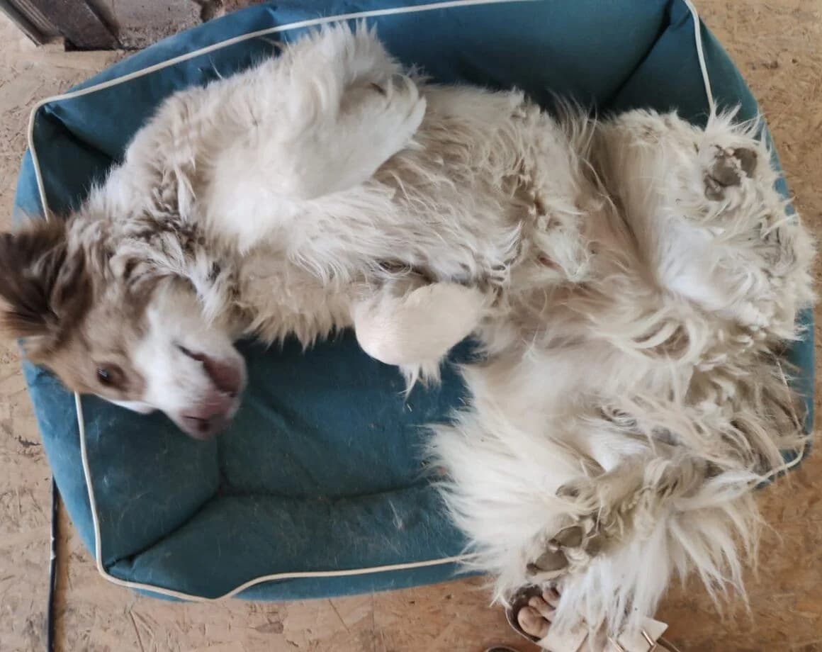 Rey, male Mixed Breed for adoption at Tierheimhelden — photo 5 of 6