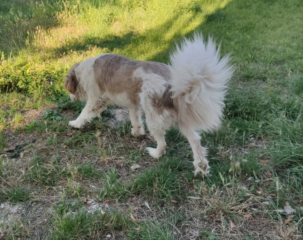 Rey, male Mixed Breed for adoption at Tierheimhelden — photo 6 of 6