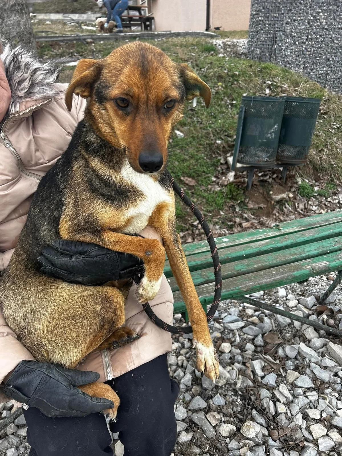 Nuxy, female Mixed Breed for adoption at Tierheimhelden