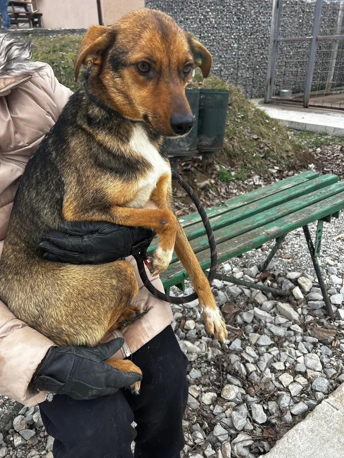Nuxy, female Mixed Breed for adoption at Tierheimhelden — photo 2 of 4