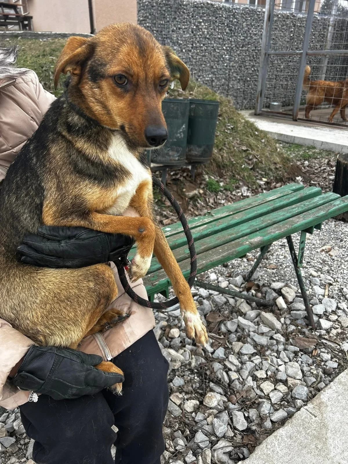 Nuxy, female Mixed Breed for adoption at Tierheimhelden — photo 3 of 4