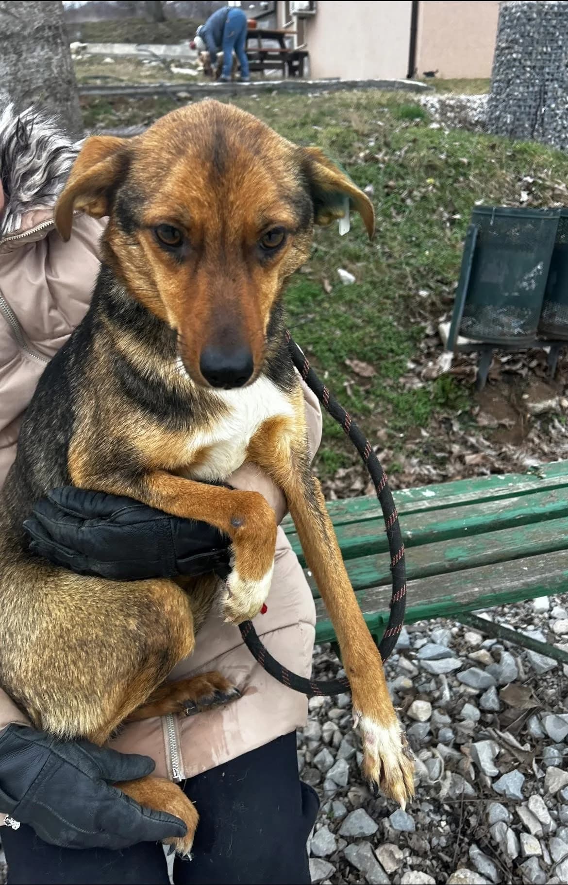 Nuxy, female Mixed Breed for adoption at Tierheimhelden — photo 4 of 4