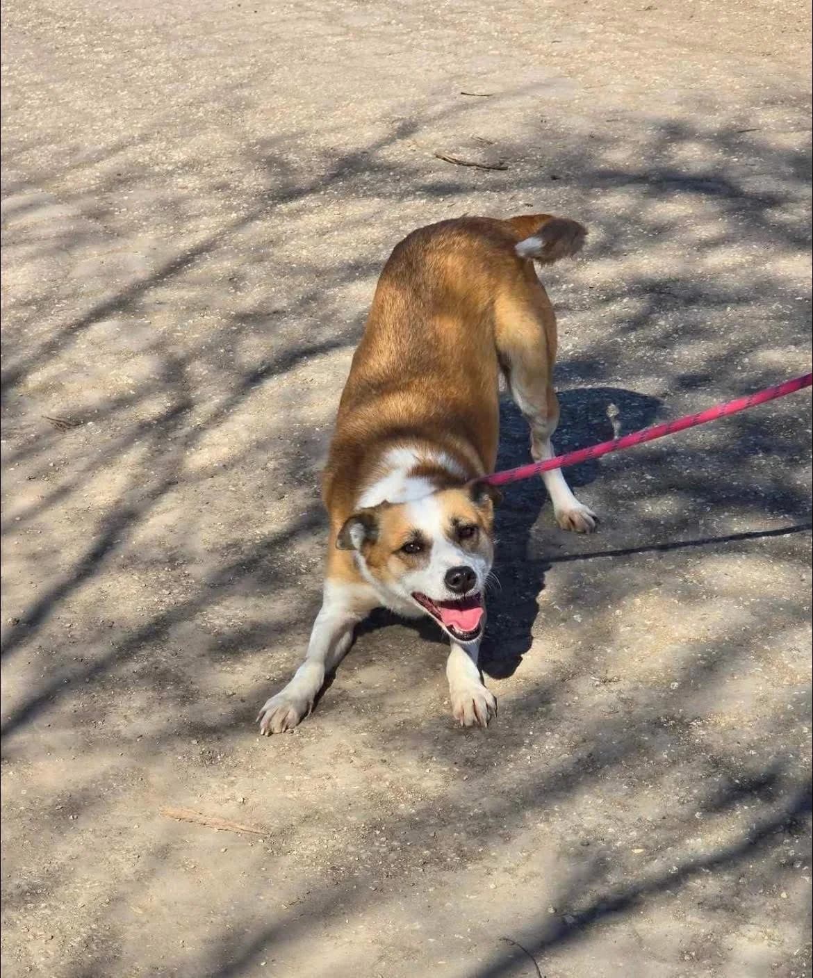 Darcy, female Mixed Breed for adoption at Tierheimhelden — photo 2 of 7