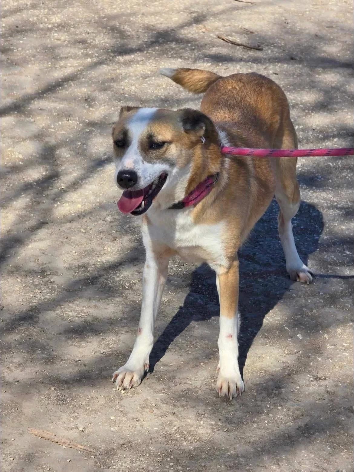 Darcy, female Mixed Breed for adoption at Tierheimhelden — photo 3 of 7