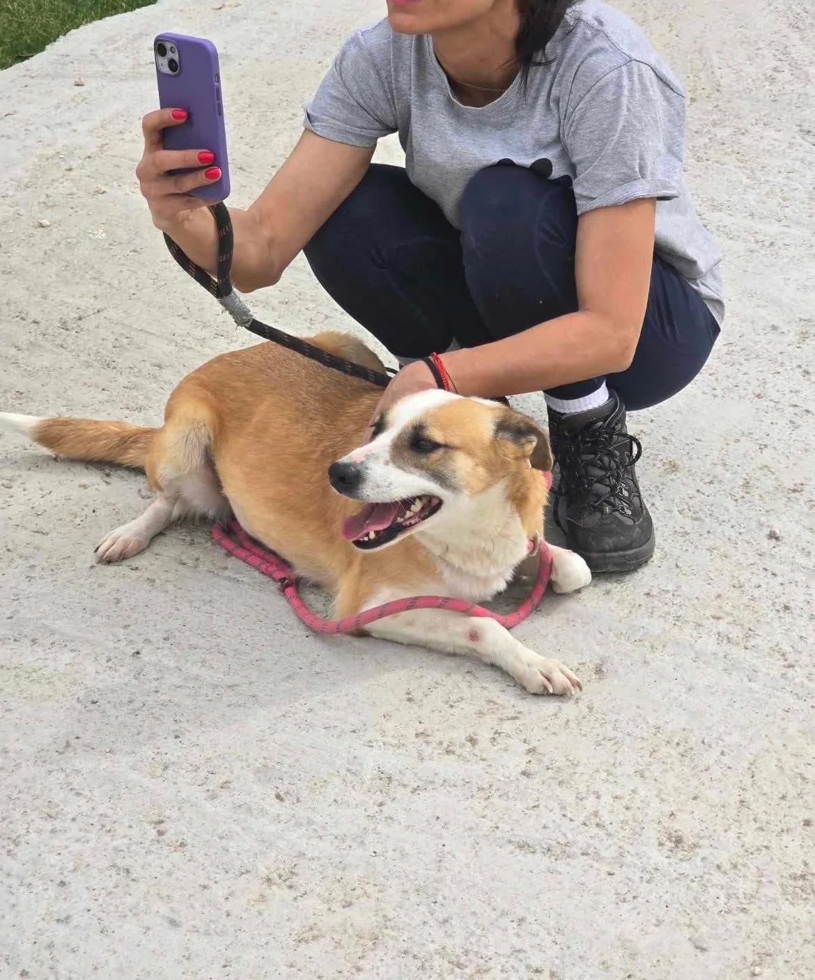 Darcy, female Mixed Breed for adoption at Tierheimhelden — photo 4 of 7