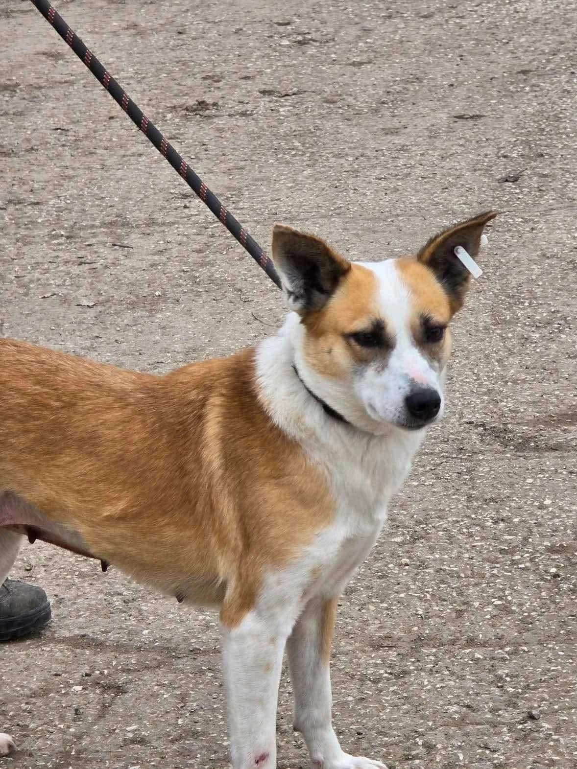 Darcy, female Mixed Breed for adoption at Tierheimhelden — photo 6 of 7